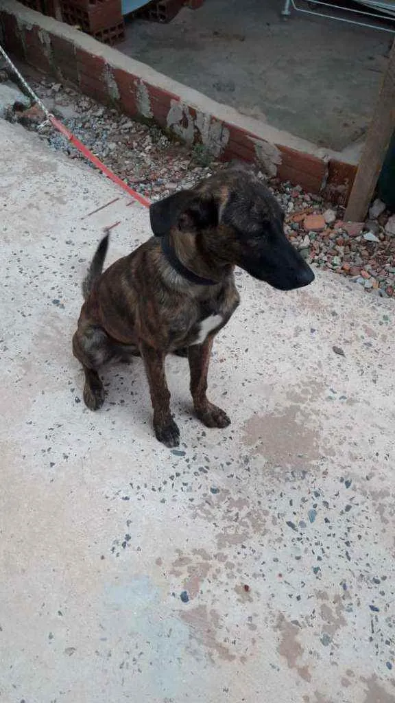 Cachorro ra a Vira lata idade 2 a 6 meses nome Duque