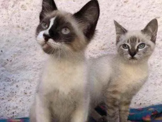 Gato raça Srd idade 2 a 6 meses nome Sansão e Dalila