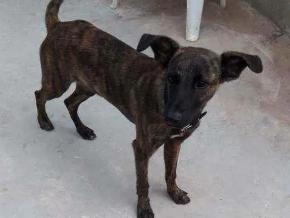 Cachorro ra a Vira lata idade 2 a 6 meses nome Duque