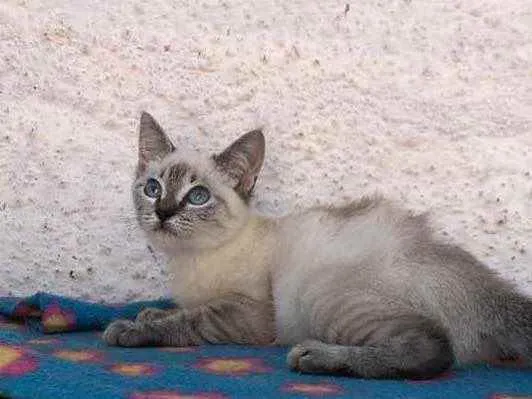 Gato raça Srd idade 2 a 6 meses nome Sansão e Dalila