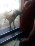 Bili