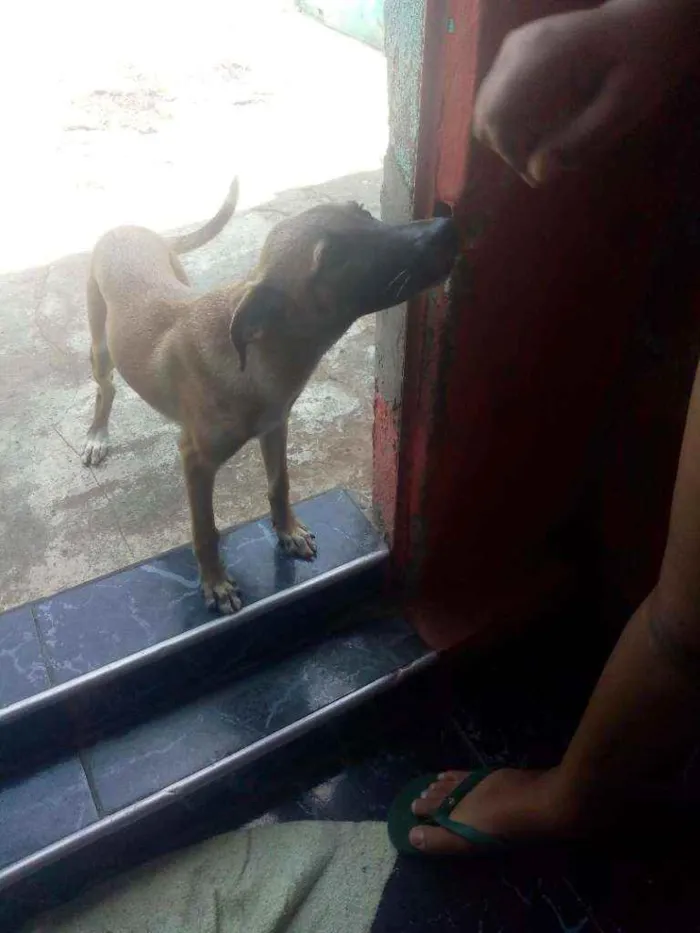 Cachorro raça Srd idade 2 a 6 meses nome Bili