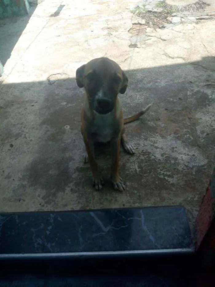 Cachorro raça Srd idade 2 a 6 meses nome Bili