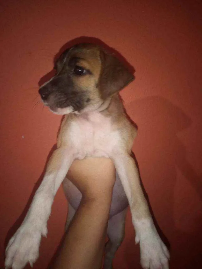 Cachorro ra a Vira lata idade Abaixo de 2 meses nome Sem nome