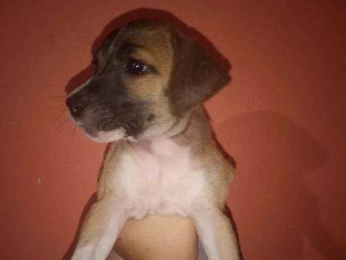 Cachorro ra a Vira lata idade Abaixo de 2 meses nome Sem nome