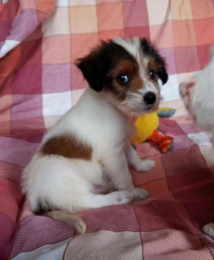 Cachorro ra a SRD idade 2 a 6 meses nome Maria Flor