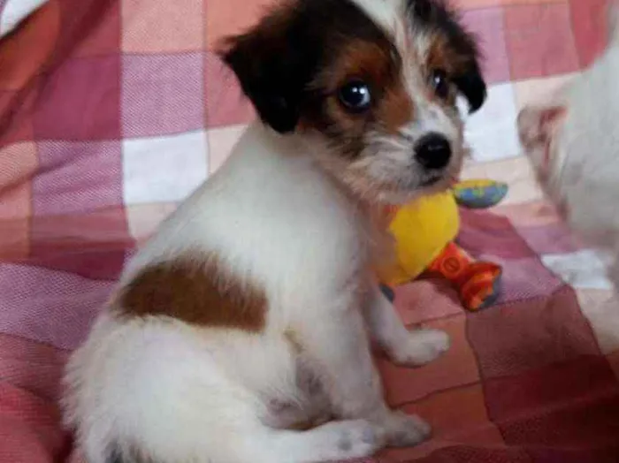 Cachorro ra a SRD idade 2 a 6 meses nome Maria Flor