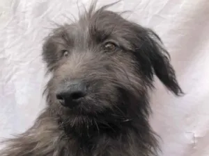 Cachorro raça Sem Raça Definida idade 2 a 6 meses nome Sem nome