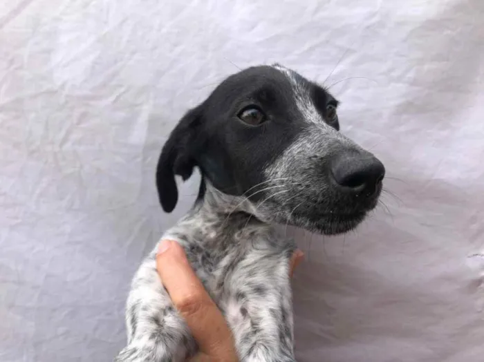 Cachorro raça Sem Raça Definida idade 2 a 6 meses nome Sem nome