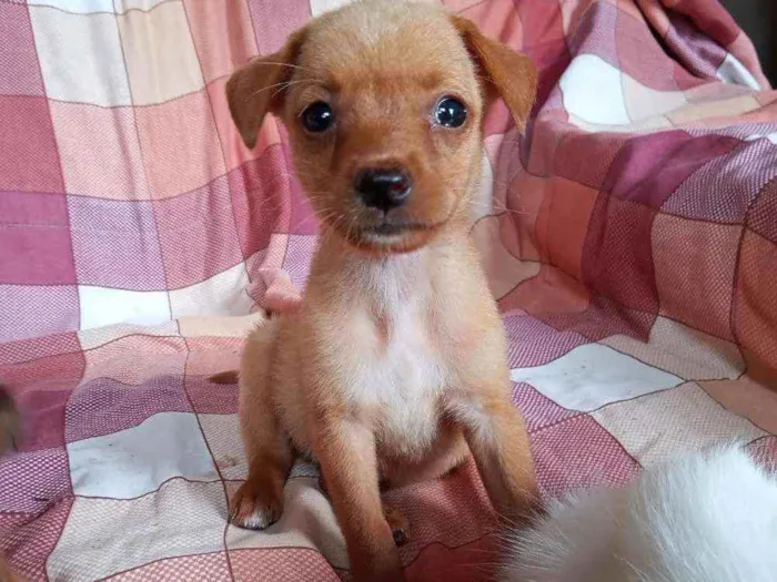 Cachorro ra a SRD idade 2 a 6 meses nome Maria Julia