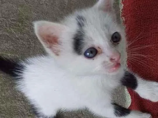 Gato raça  idade Abaixo de 2 meses nome nao tem