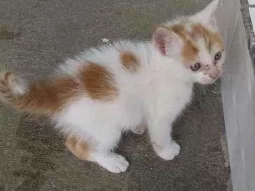 Gato raça  idade Abaixo de 2 meses nome nao tem