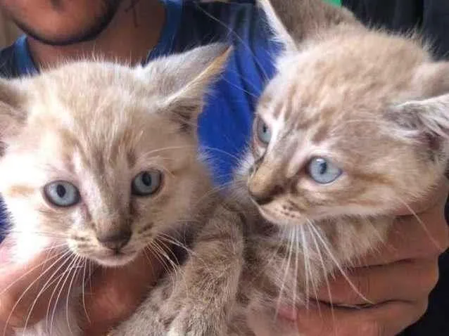 Gato ra a SRD idade Abaixo de 2 meses nome filhotes