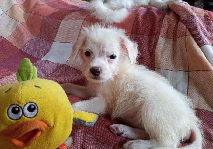 Cachorro raça SRD idade 2 a 6 meses nome Alvinho