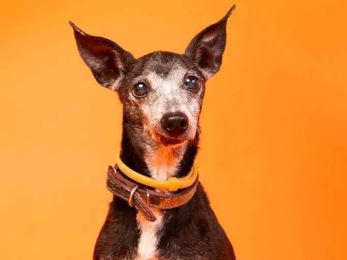 Cachorro raça SRD-ViraLata idade 6 ou mais anos nome Fany