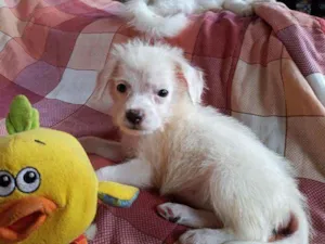 Cachorro raça SRD idade 2 a 6 meses nome Alvinho