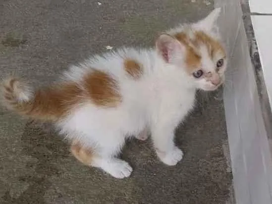 Gato raça  idade Abaixo de 2 meses nome não tem