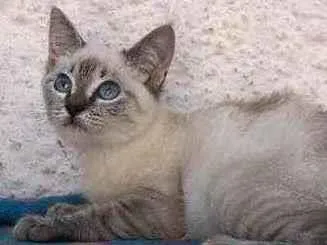 Gato raça Srd idade 2 a 6 meses nome Sansão e Dalila