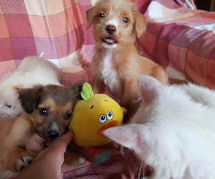 Cachorro ra a SRD idade 2 a 6 meses nome Mike