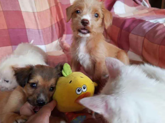 Cachorro ra a SRD idade 2 a 6 meses nome Mike