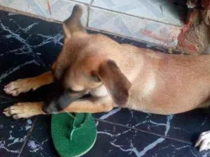 Cachorro raça Srd idade 2 a 6 meses nome Bili