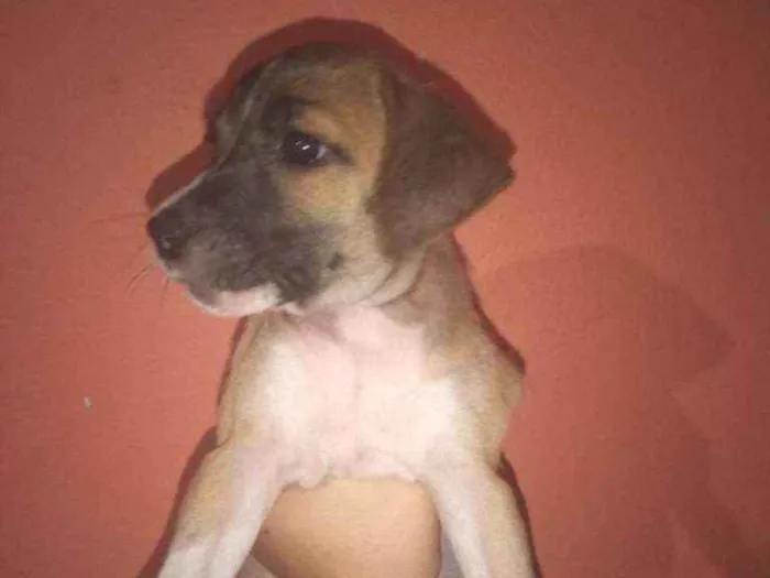 Cachorro ra a Vira lata idade Abaixo de 2 meses nome Sem nome