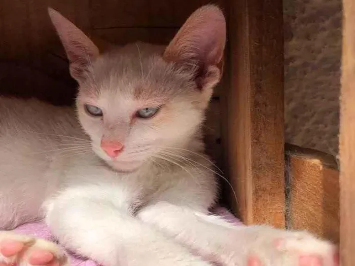 Gato raça Srd idade 2 a 6 meses nome Pompom 