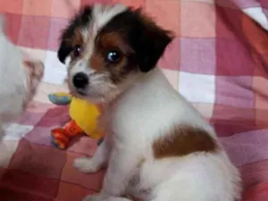 Cachorro raça SRD idade 2 a 6 meses nome Maria Flor