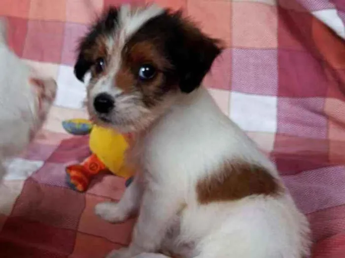 Cachorro ra a SRD idade 2 a 6 meses nome Maria Flor