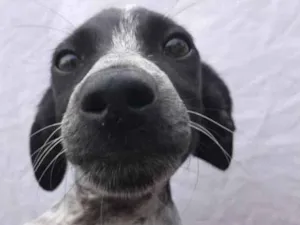 Cachorro raça Sem Raça Definida idade 2 a 6 meses nome Sem nome