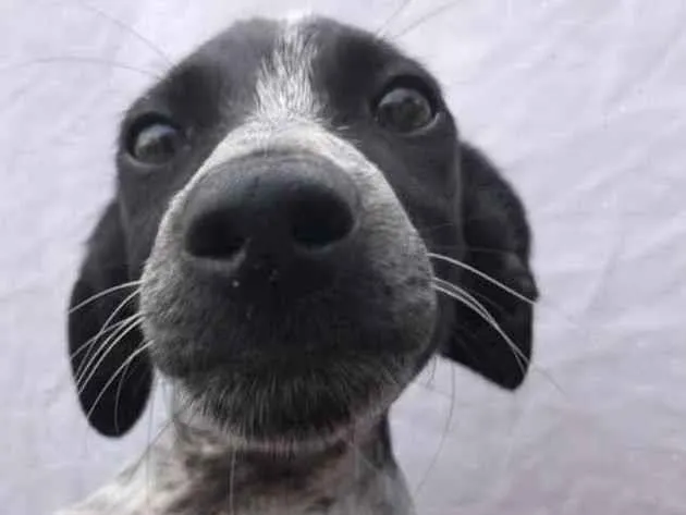 Cachorro raça Sem Raça Definida idade 2 a 6 meses nome Sem nome