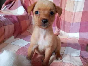 Cachorro raça SRD idade 2 a 6 meses nome Maria Julia