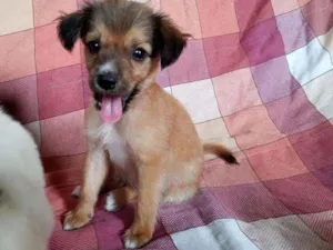 Cachorro raça SRD idade 2 a 6 meses nome JR