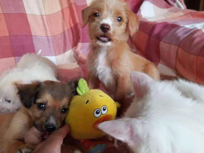 Cachorro ra a SRD idade 2 a 6 meses nome Mike