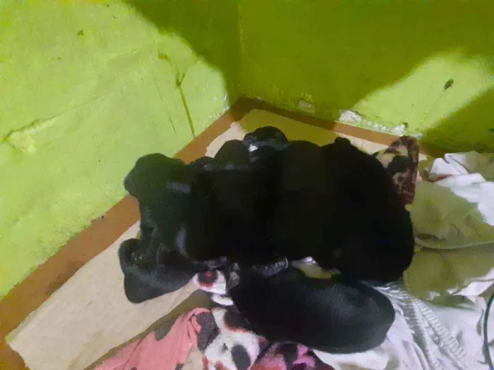 Cachorro ra a Vira-lata  idade Abaixo de 2 meses nome Ainda não tem nomes 