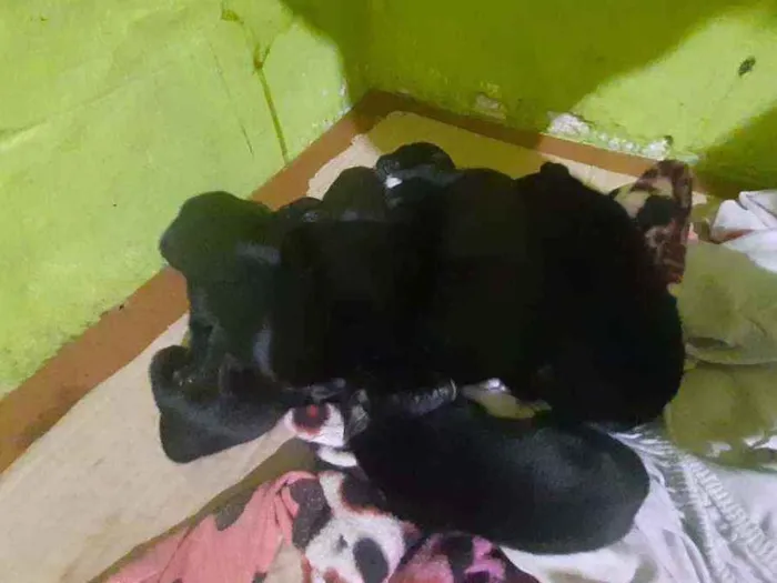 Cachorro ra a Vira-lata  idade Abaixo de 2 meses nome Ainda não tem nomes 