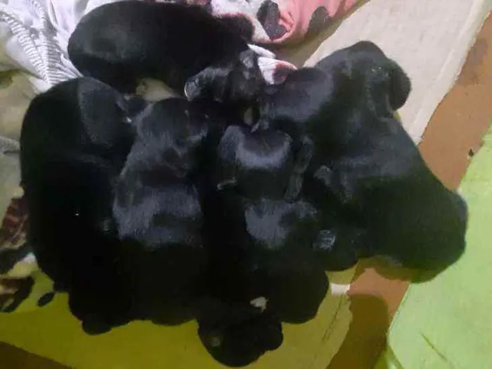 Cachorro ra a Vira-lata  idade Abaixo de 2 meses nome Ainda não tem nomes 