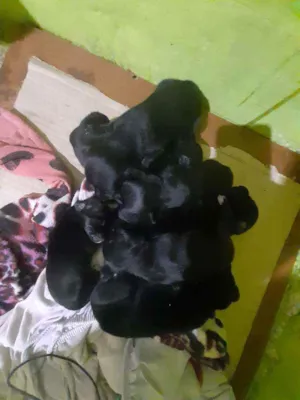 Cachorro raça Virá lata idade Abaixo de 2 meses nome Não tem nome 