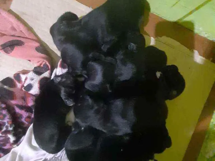 Cachorro ra a Virá lata idade Abaixo de 2 meses nome Não tem nome 