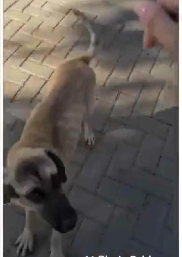 Cachorro ra a Sem raça  idade 2 anos nome Guerreiro