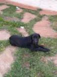 Cachorro raça Sem raça  idade 2 a 6 meses nome Black