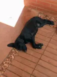 Cachorro raça Sem raça  idade 2 a 6 meses nome Black