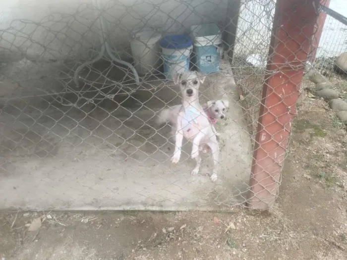 Cachorro ra a Maltês idade 6 ou mais anos nome Bob