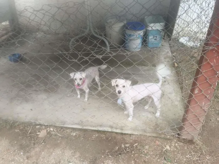 Cachorro ra a Maltês idade 6 ou mais anos nome Bob