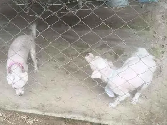 Cachorro ra a Maltês idade 6 ou mais anos nome Bob