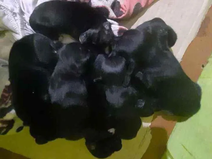 Cachorro ra a Vira-lata  idade Abaixo de 2 meses nome Ainda não tem nomes 