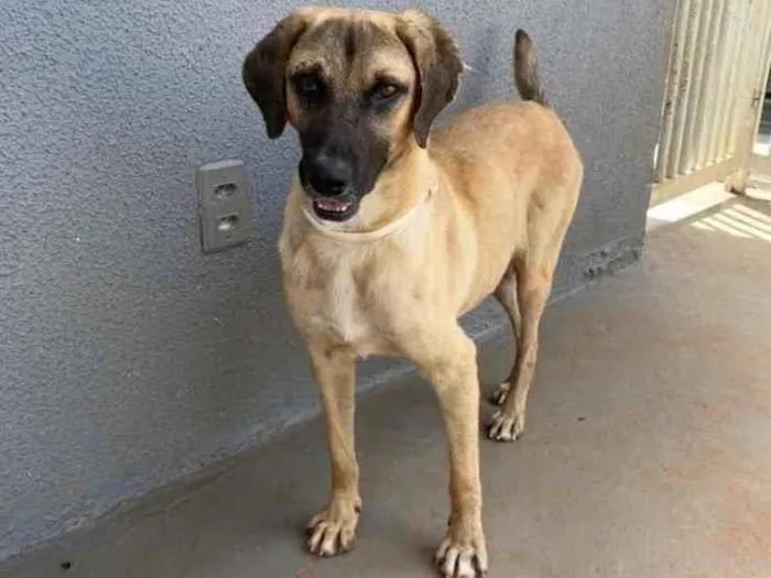 Cachorro ra a Sem raça  idade 2 anos nome Guerreiro