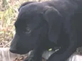 Cachorro raça Sem raça  idade 2 a 6 meses nome Black