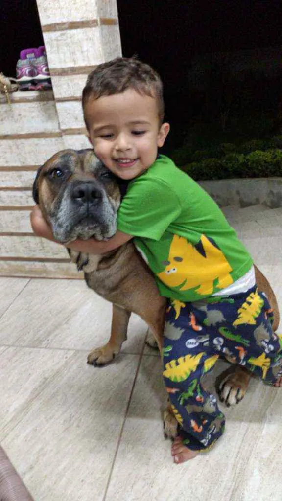 Cachorro ra a Cane Corso idade 5 anos nome Marmaduke 