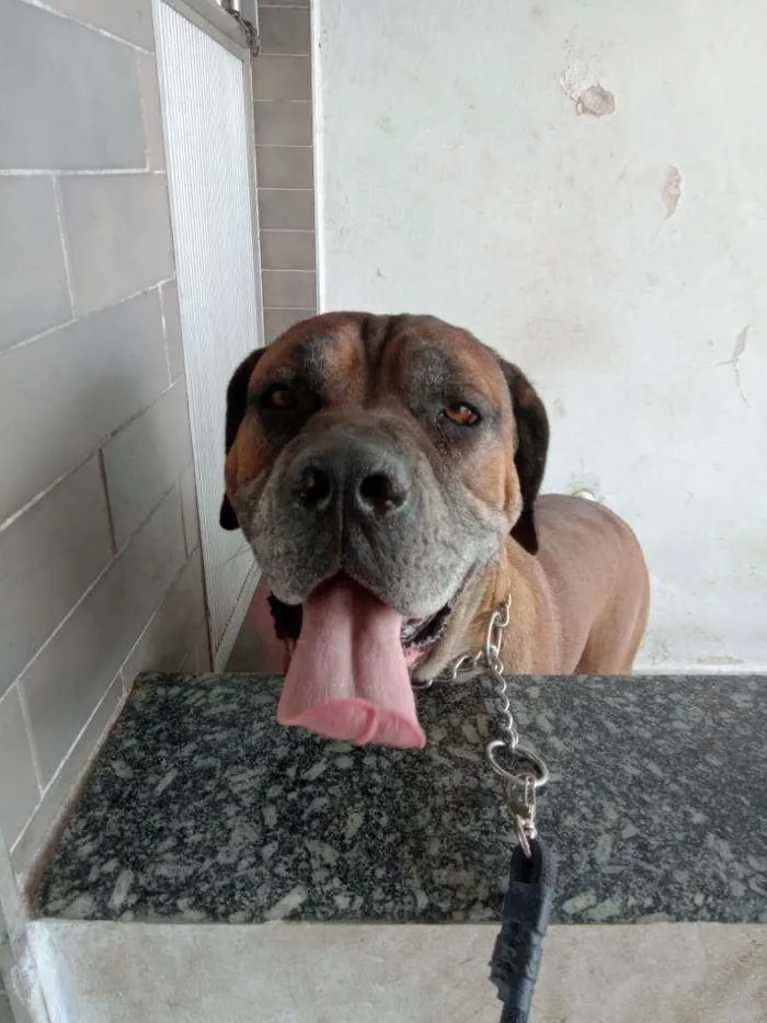 Cachorro ra a Cane Corso idade 5 anos nome Marmaduke 